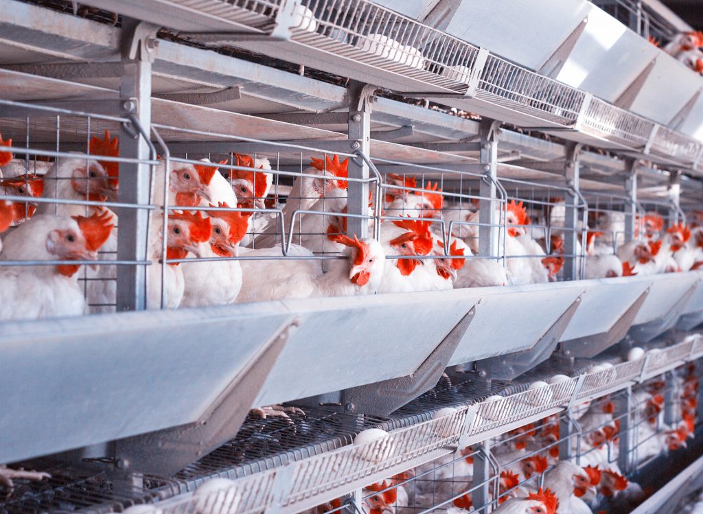 Animal welfare still a concern in Poland, Europe&rsquo;s largest poultry farmer